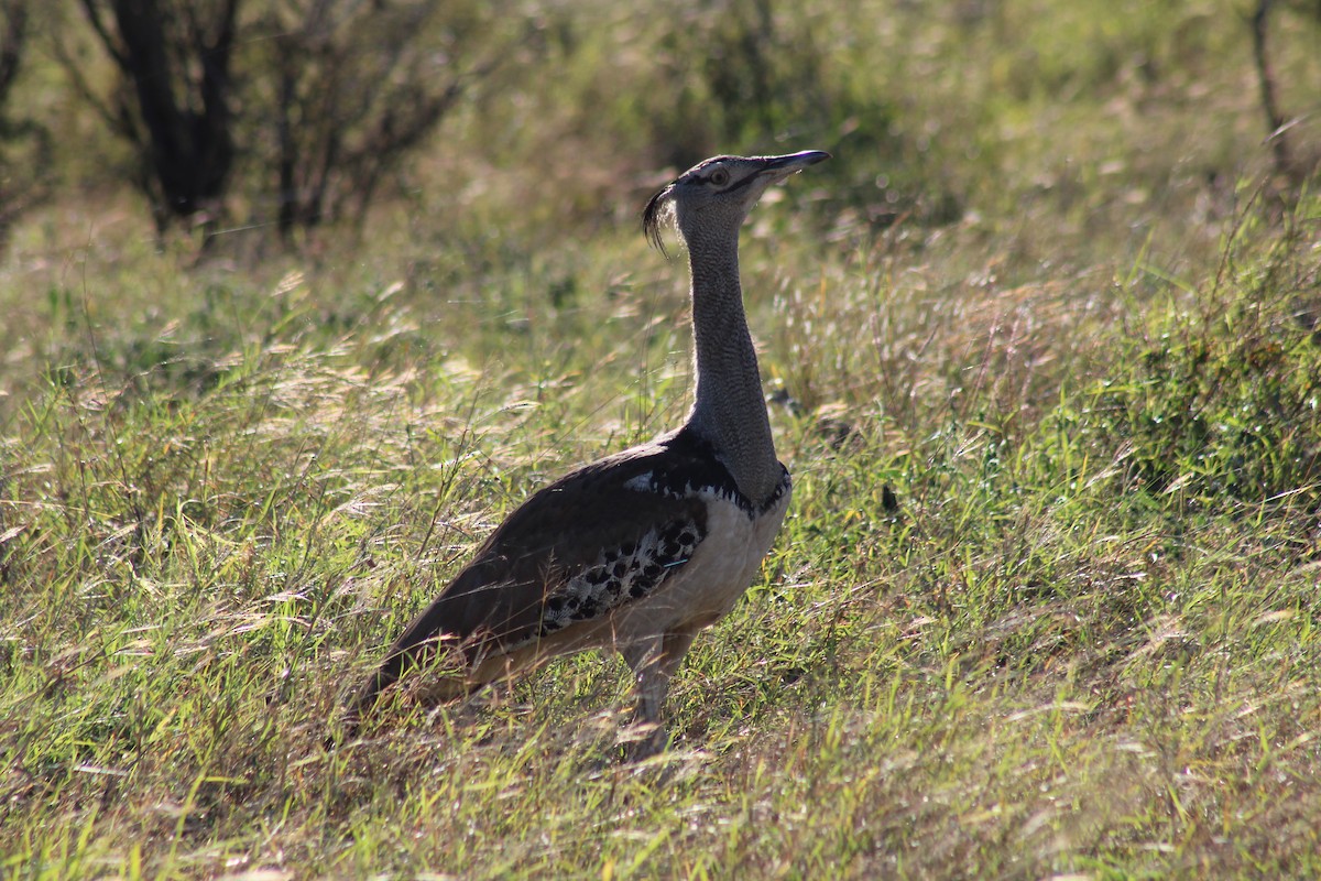 Kori Bustard - ML586180931