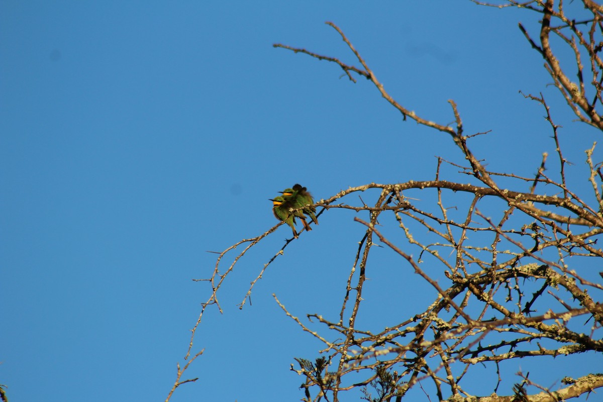 Little Bee-eater - ML586181011