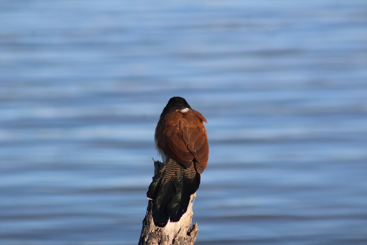 White-browed Coucal - Timothy GREEN