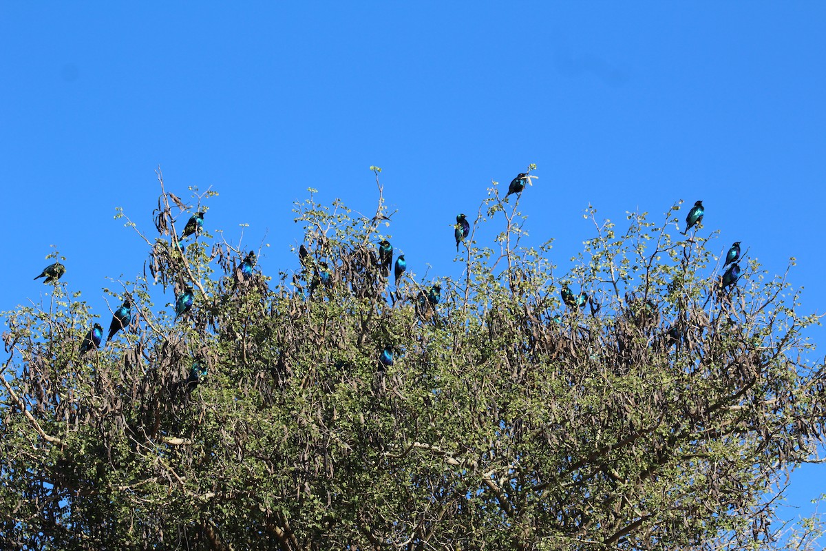 Greater Blue-eared Starling - ML586181201