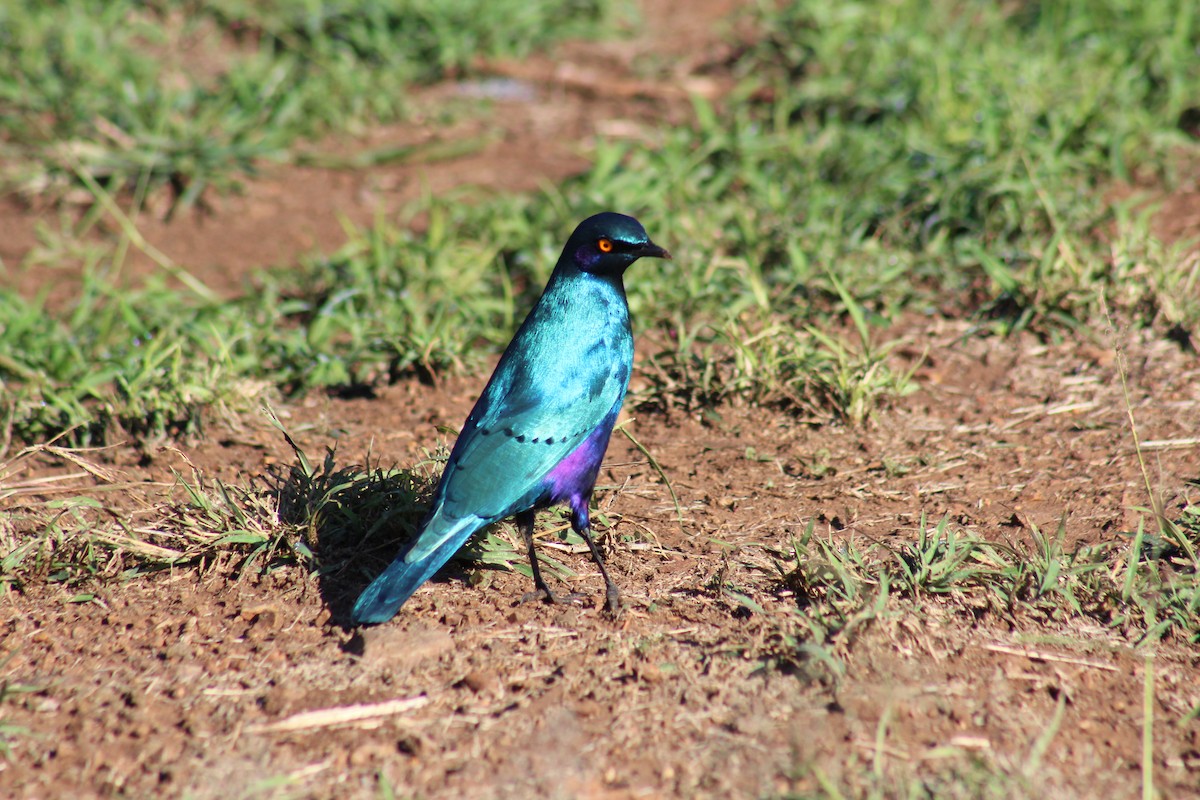 Greater Blue-eared Starling - ML586181221
