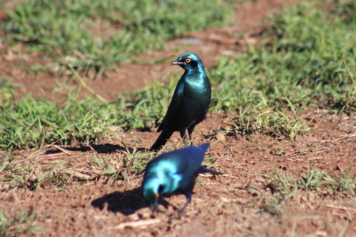 Greater Blue-eared Starling - Timothy GREEN