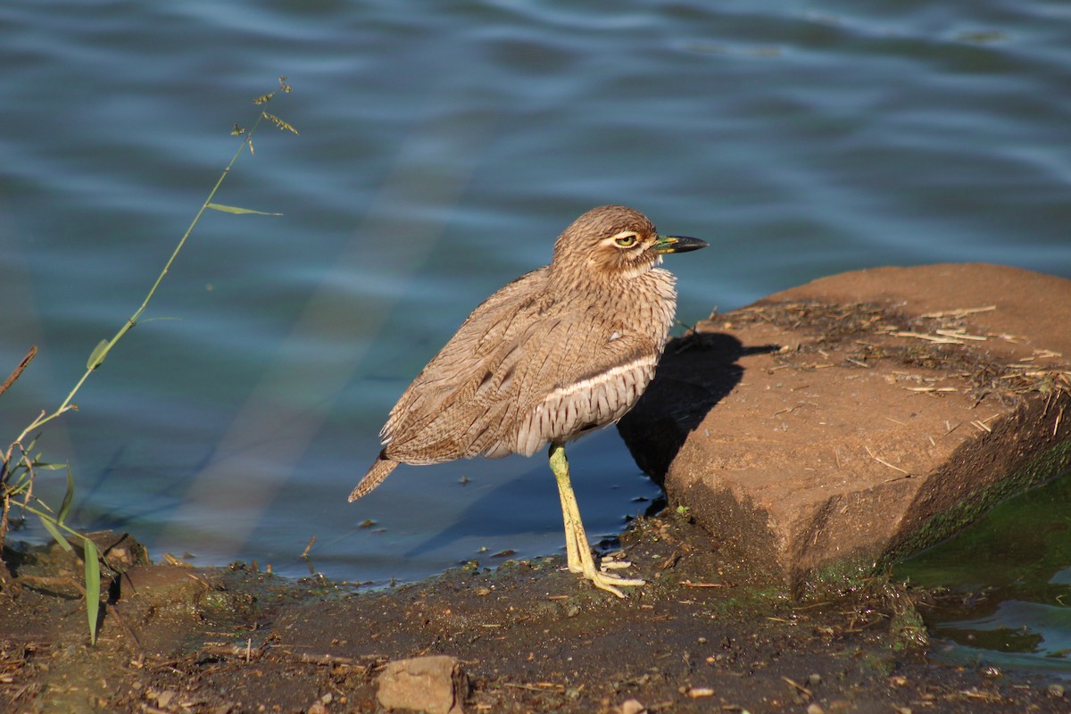 Water Thick-knee - ML586181291