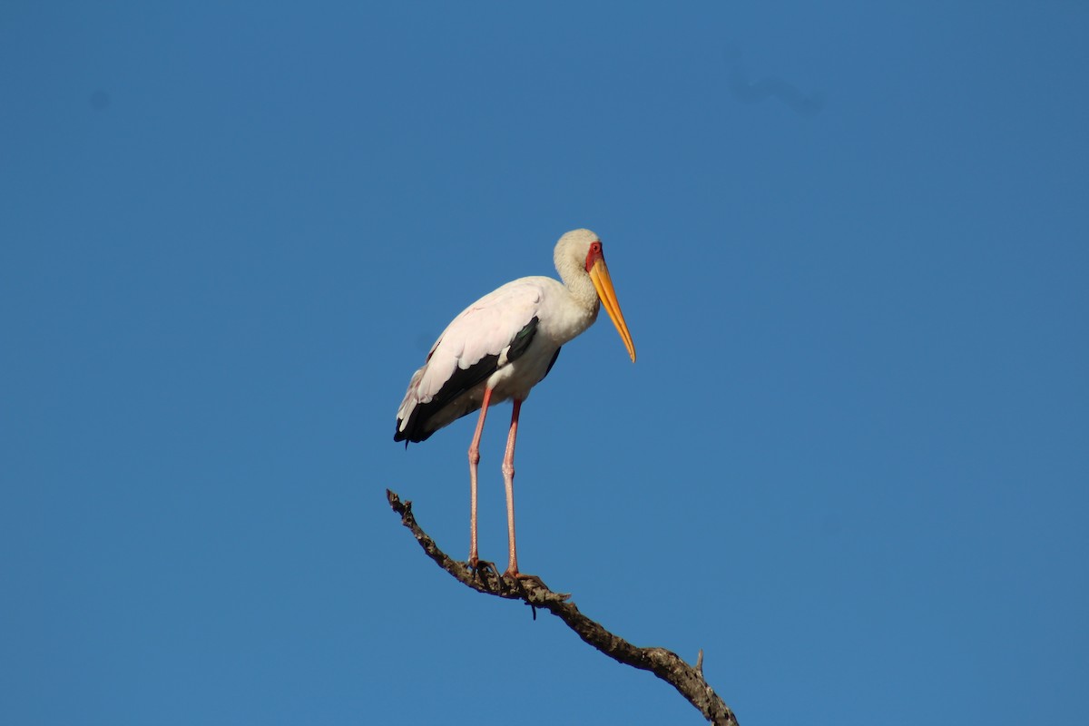 Yellow-billed Stork - ML586181301