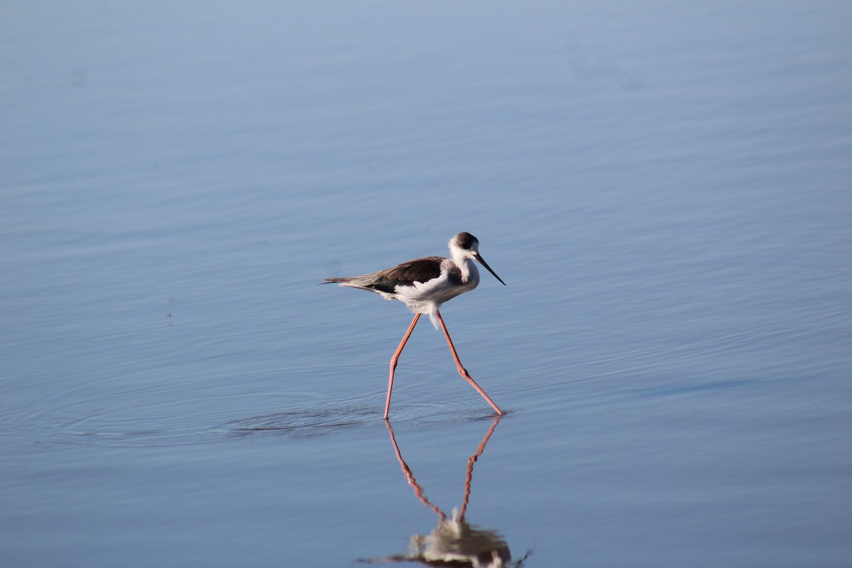 Black-winged Stilt - ML586181351