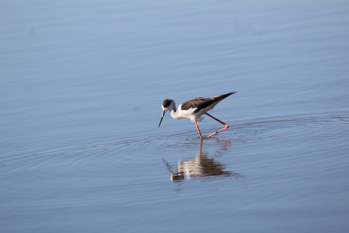 Black-winged Stilt - ML586181361