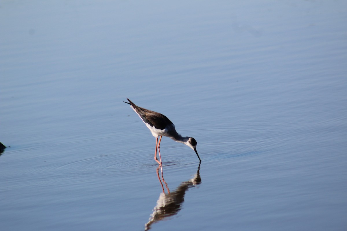 Black-winged Stilt - ML586181371