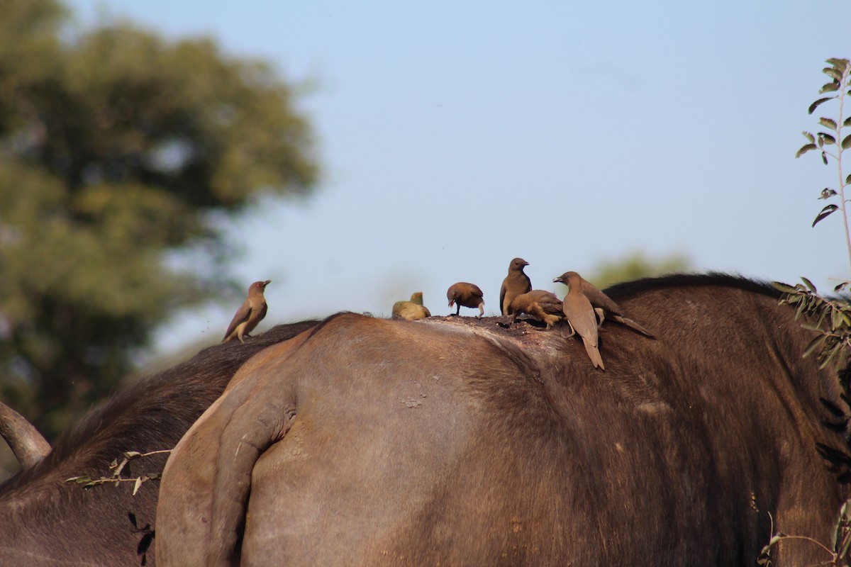 Red-billed Oxpecker - ML586181431