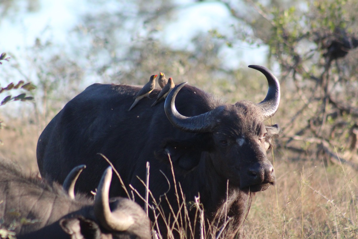 Yellow-billed Oxpecker - ML586181541