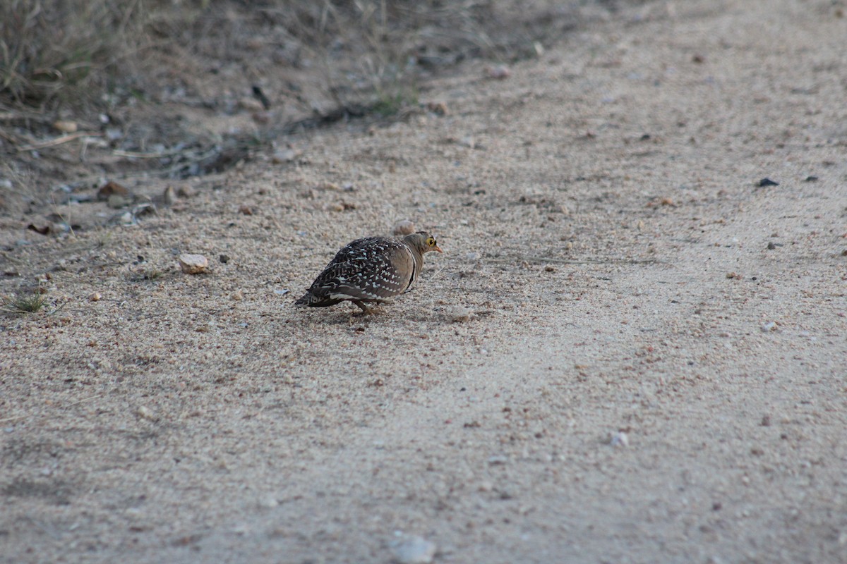 Double-banded Sandgrouse - ML586181591