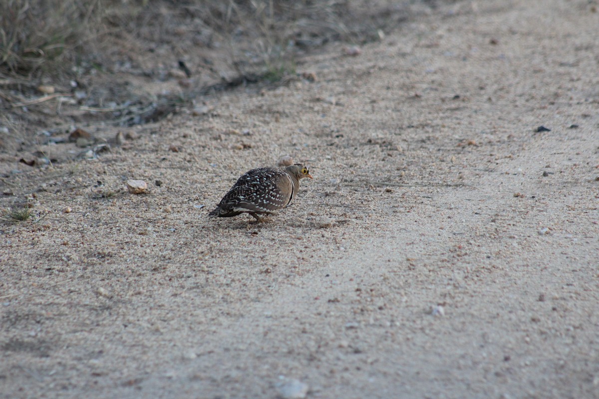 Double-banded Sandgrouse - Timothy GREEN