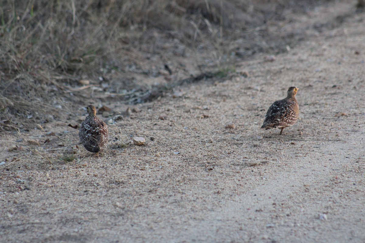 Double-banded Sandgrouse - Timothy GREEN