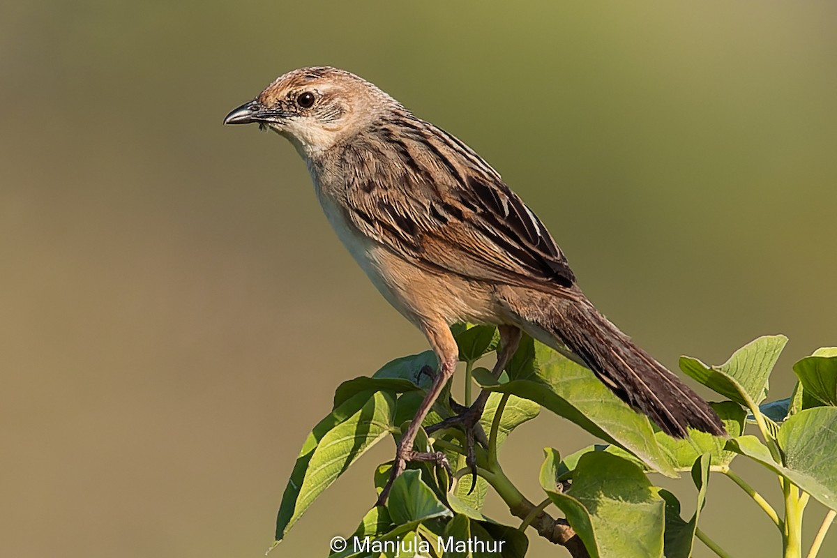 Bristled Grassbird - Manjula Mathur