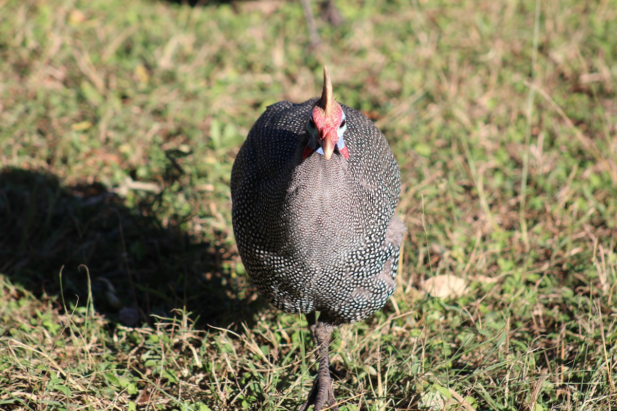 Helmeted Guineafowl - ML586181801