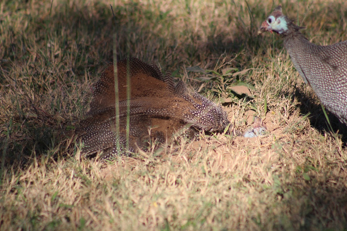 Helmeted Guineafowl - ML586181811