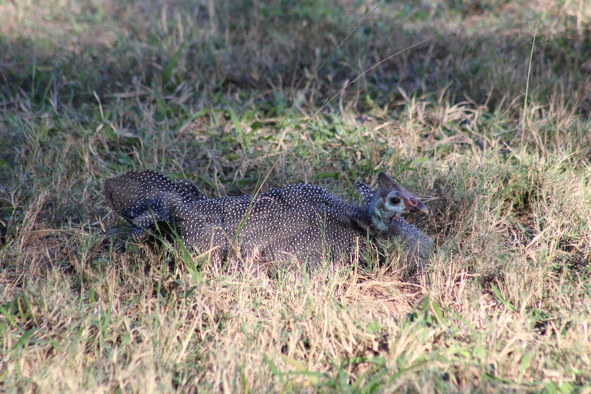 Helmeted Guineafowl - Timothy GREEN