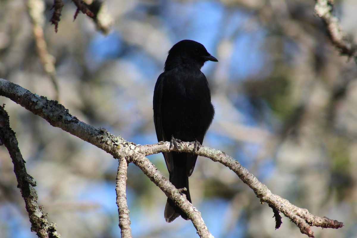 Güneyli Drongo Sinekkapanı - ML586181921