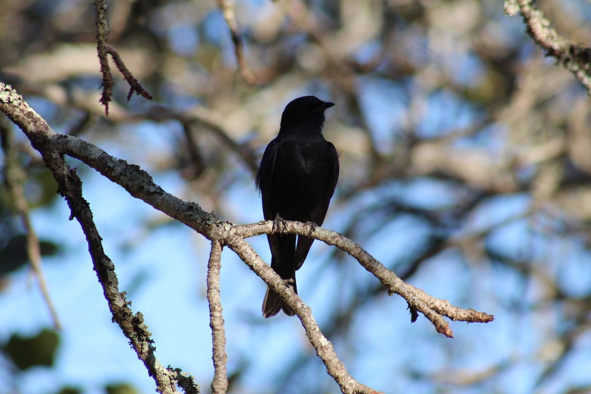 Southern Black-Flycatcher - Timothy GREEN