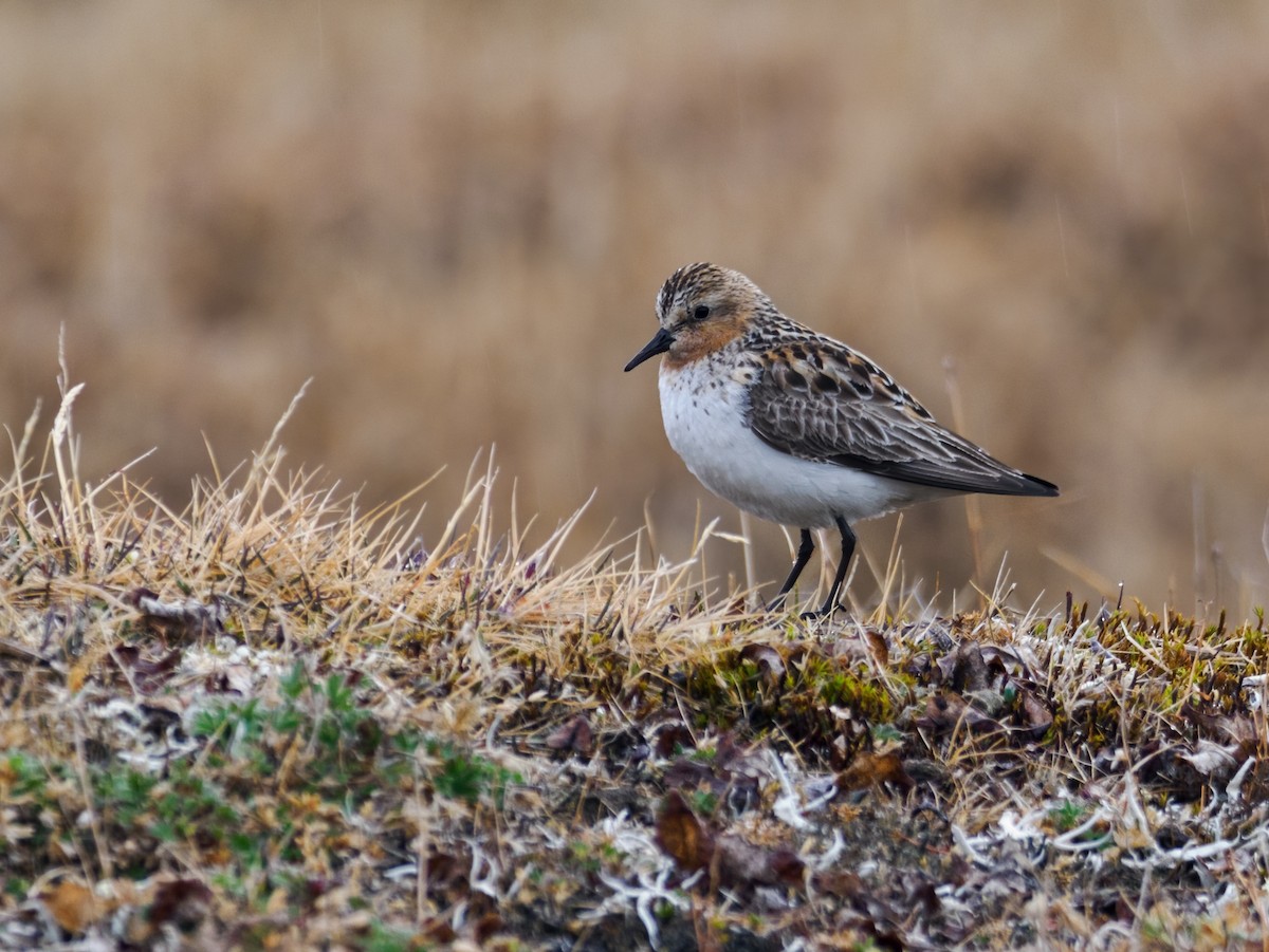 Red-necked Stint - Nick Athanas