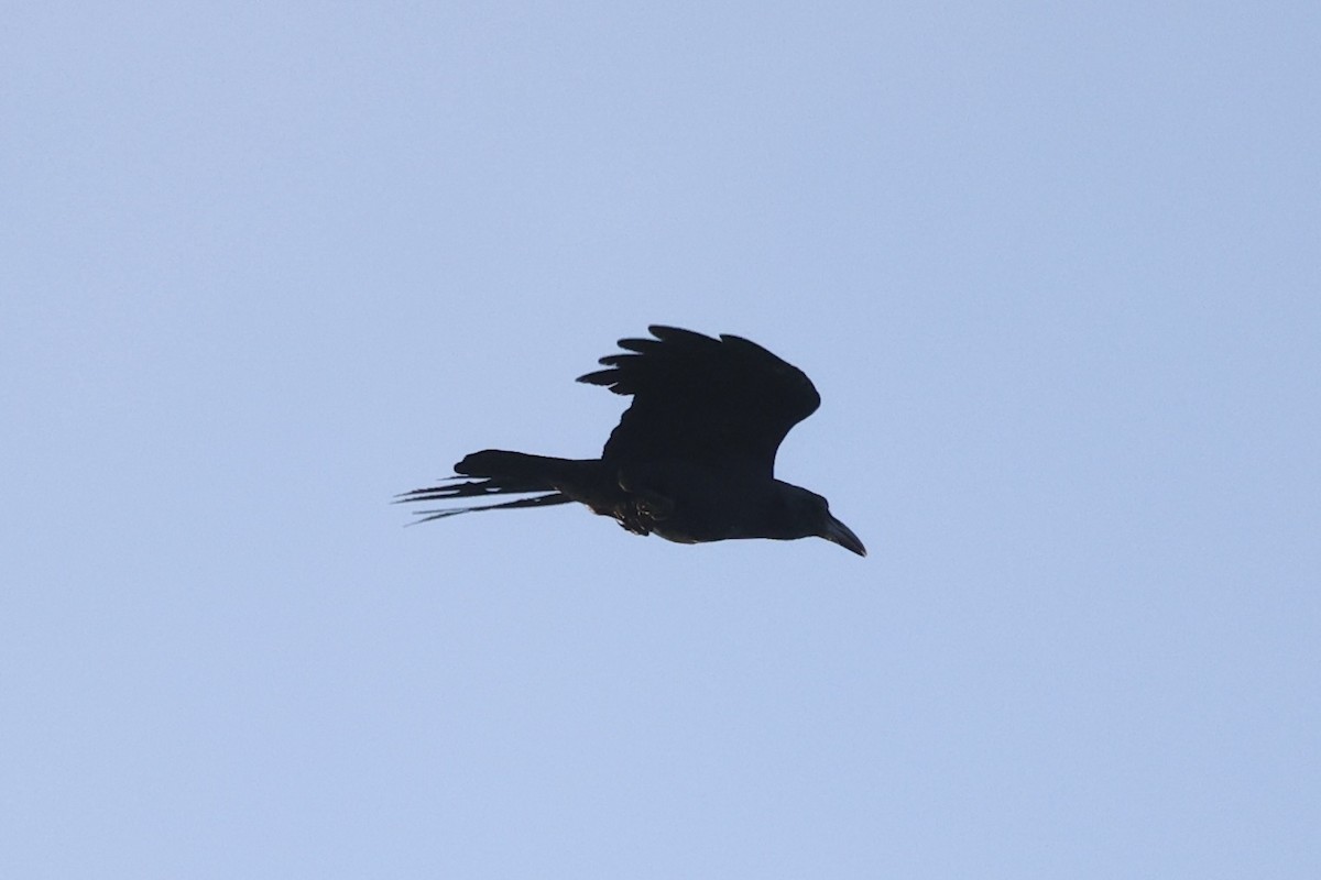 Slender-billed Crow - Andrew William