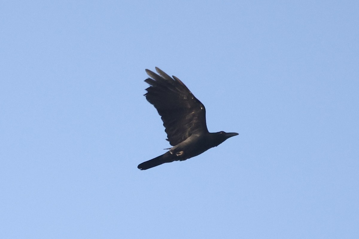 Slender-billed Crow - Andrew William