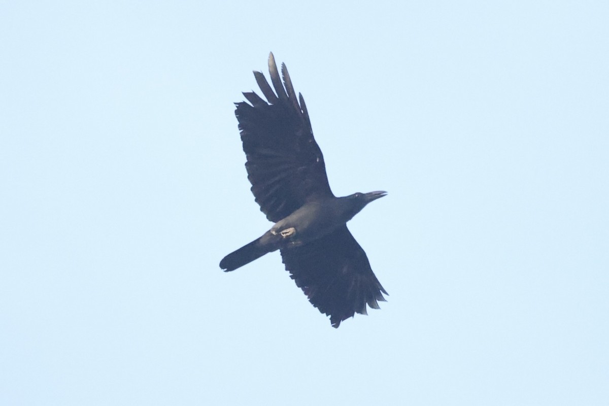 Slender-billed Crow - Andrew William