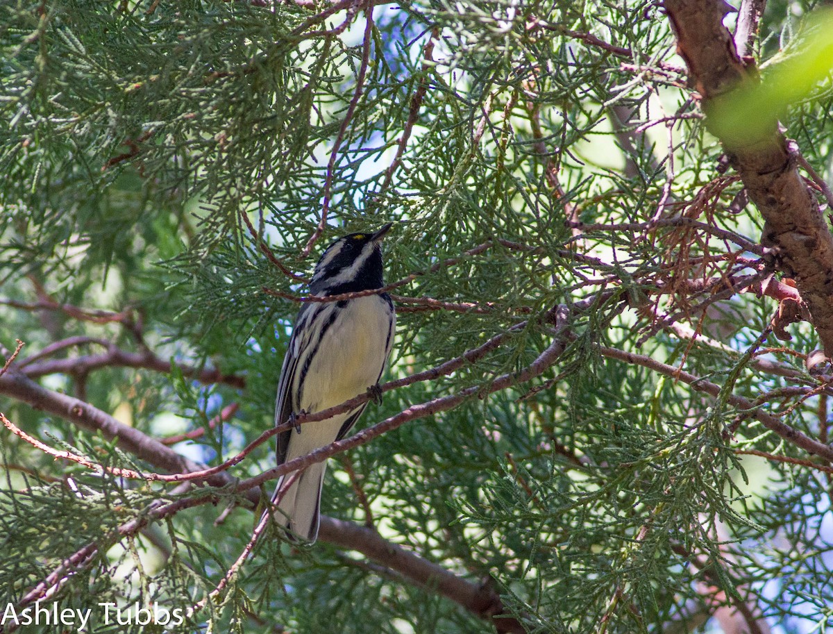 Black-throated Gray Warbler - ML58618271