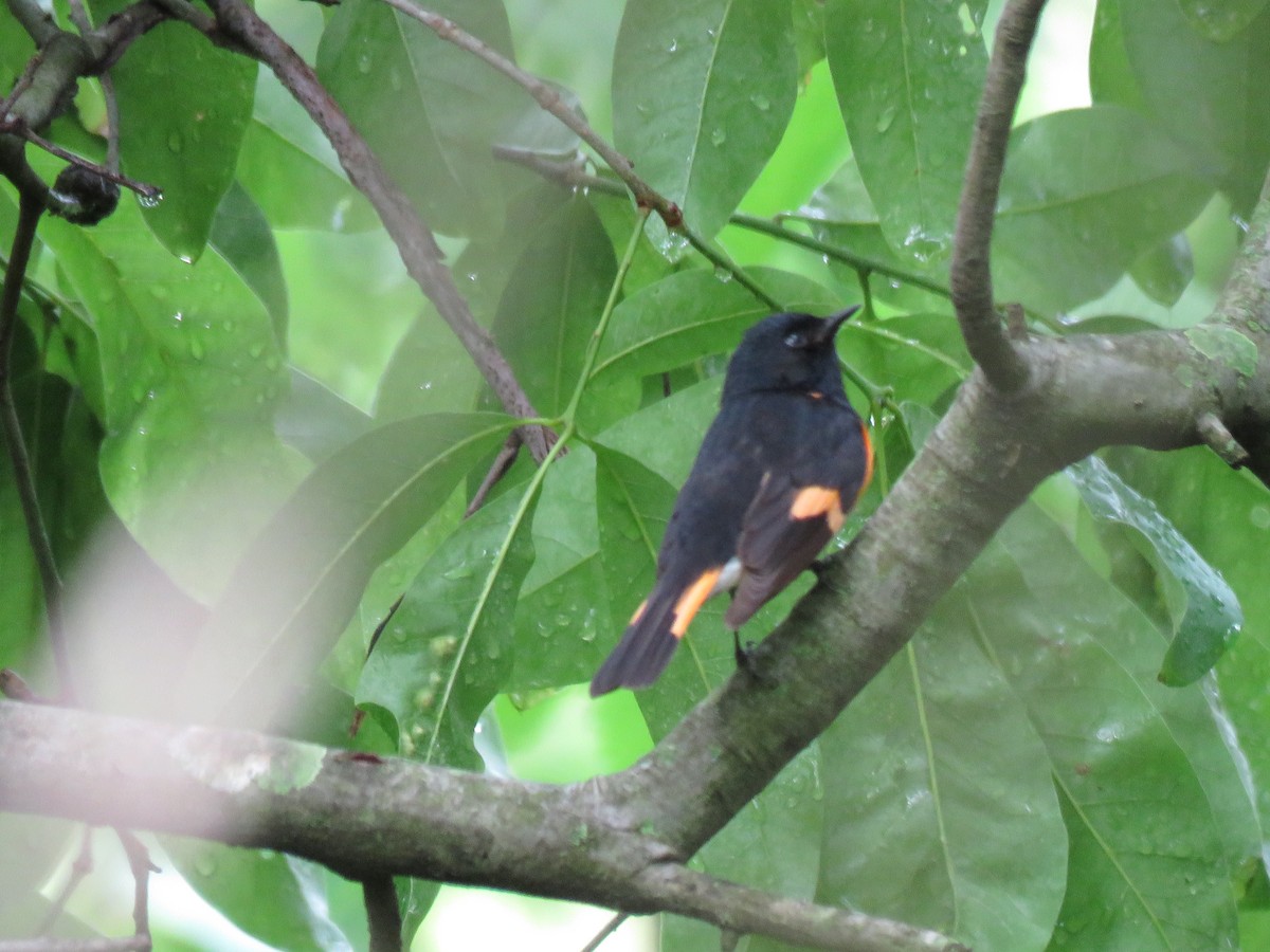 American Redstart - ML58618361