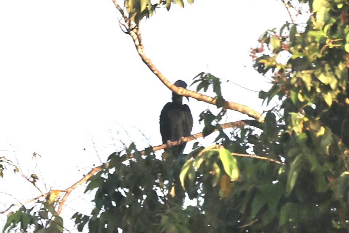 Black Hornbill - Andrew William