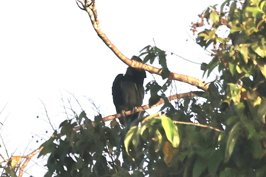 Black Hornbill - Andrew William