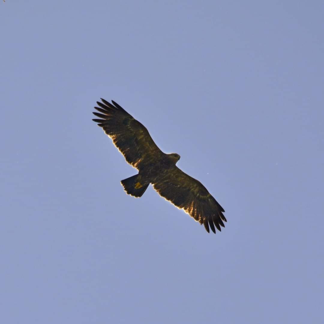 Lesser Spotted Eagle - ML586184101