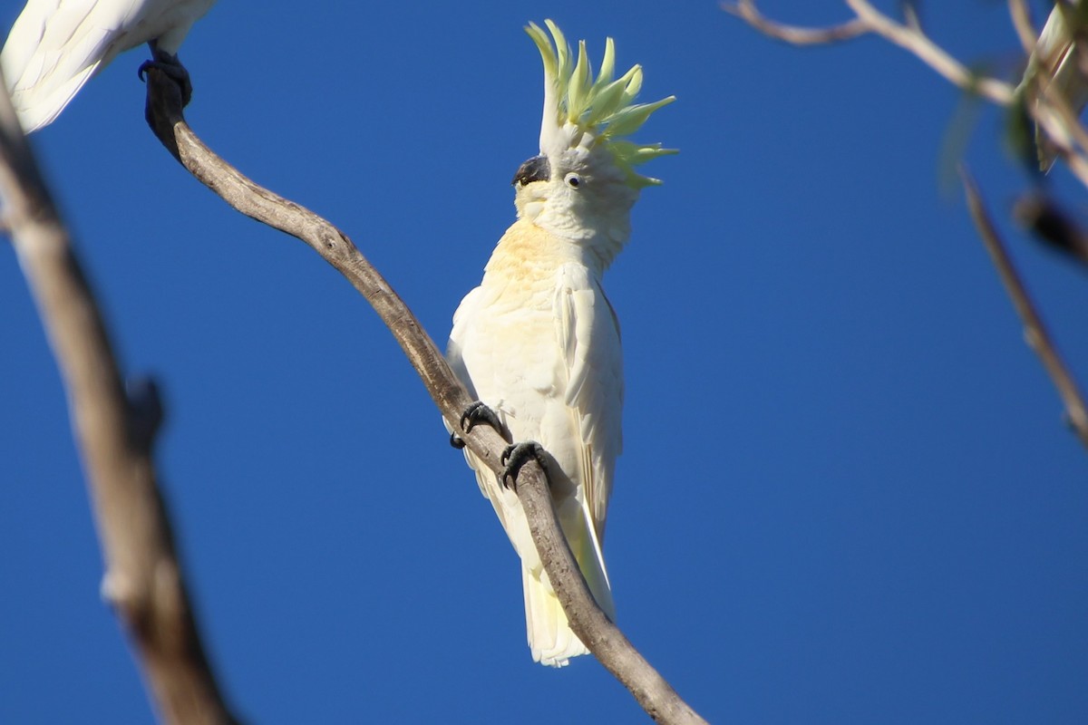 Sulphur-crested Cockatoo - ML586184291