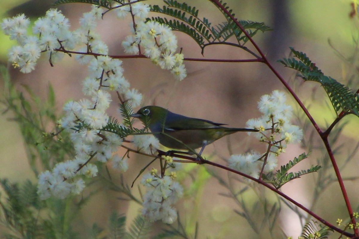 Silvereye - ML586184471