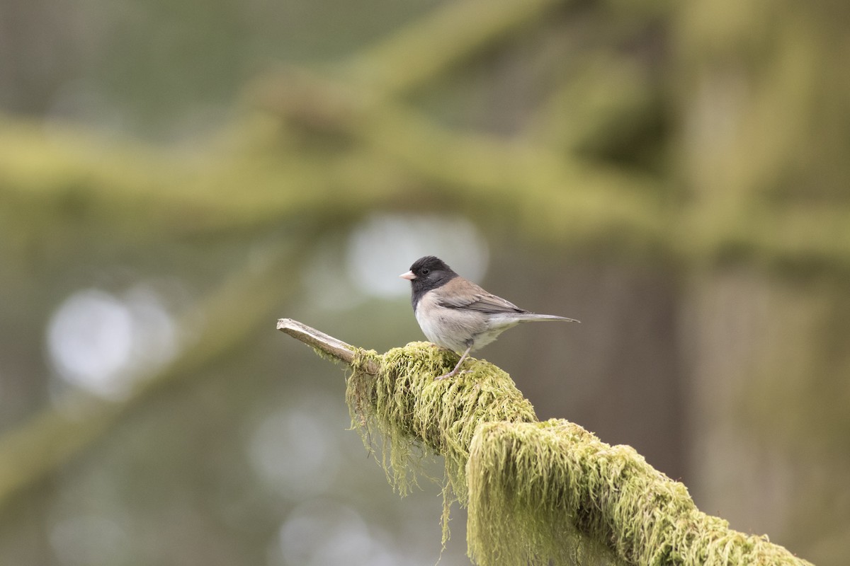 Dark-eyed Junco (Oregon) - ML58618501