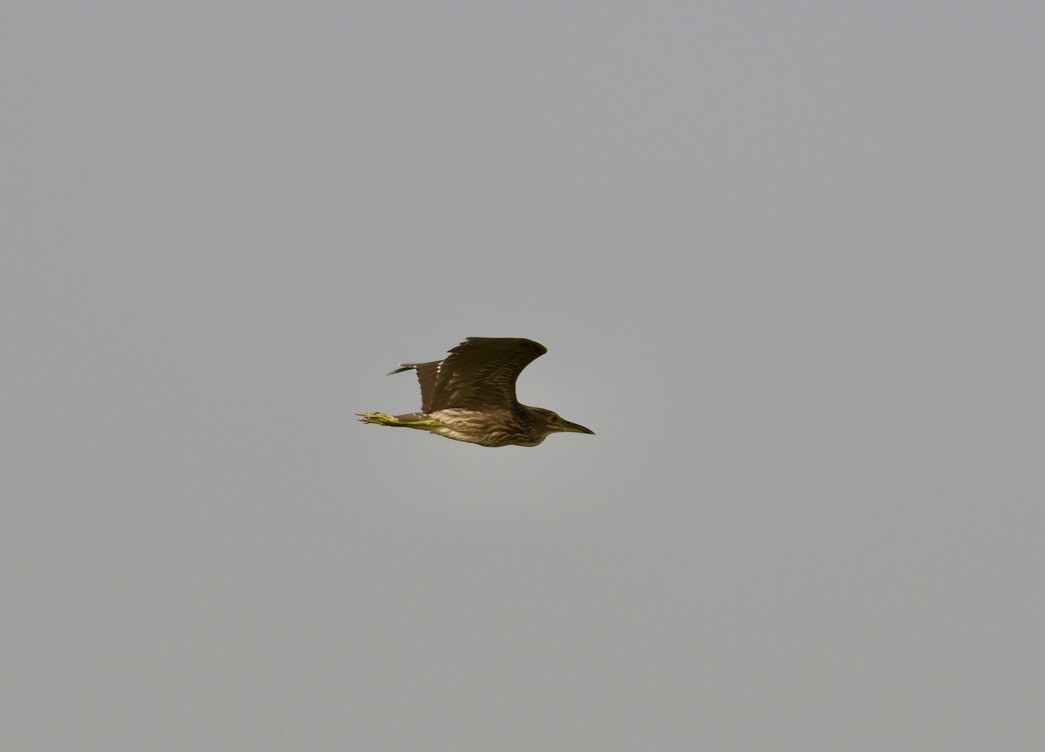 Black-crowned Night Heron - ML586185071