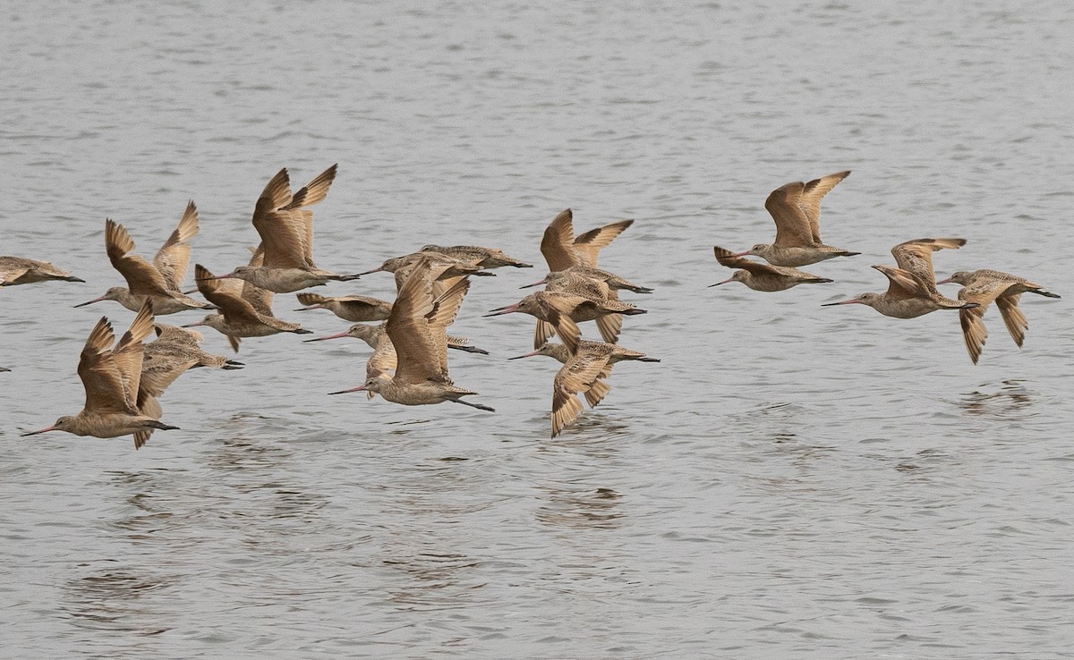 Marbled Godwit - ML586185291