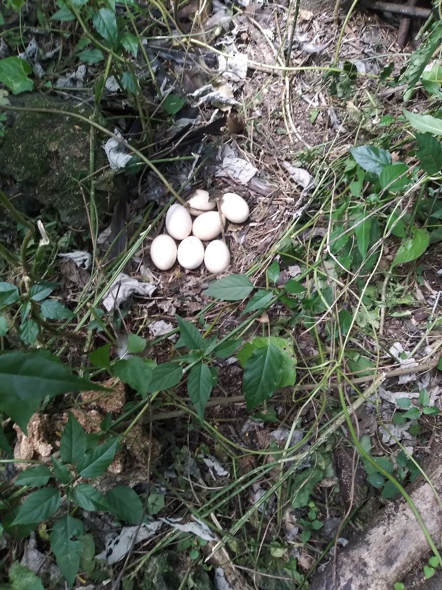 Red Junglefowl - ML586186131