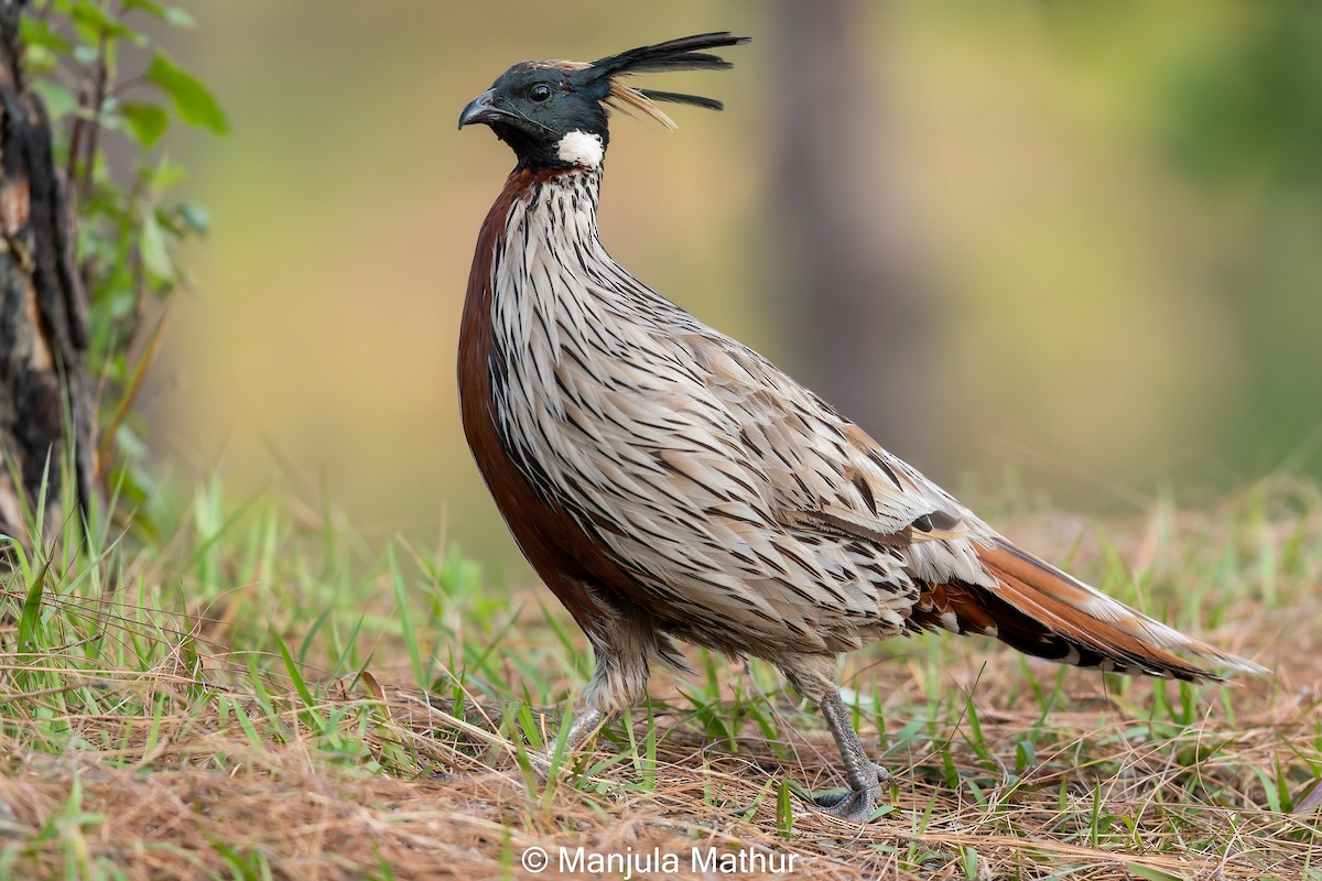 Koklass Pheasant - ML586188511