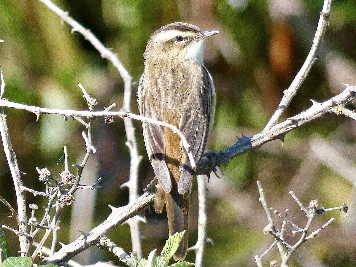 Sedge Warbler - ML586190971