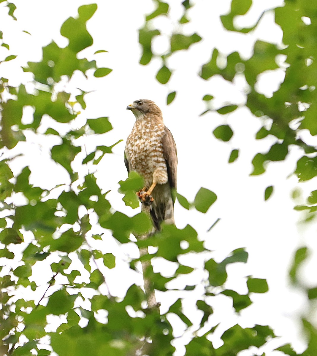 Broad-winged Hawk - ML586192451