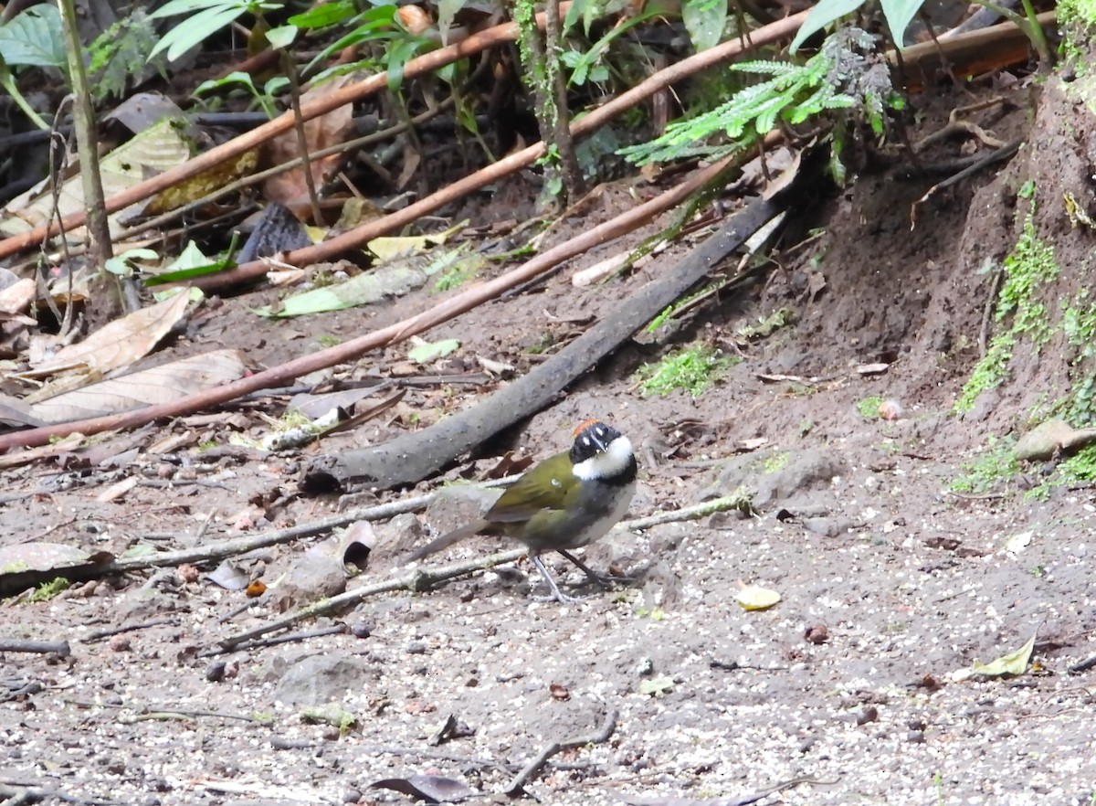 Chestnut-capped Brushfinch - ML586192641