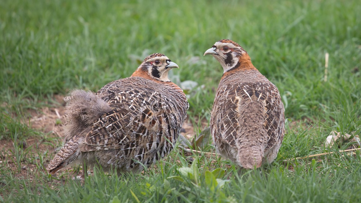 Tibetan Partridge - Mengshuai Ge