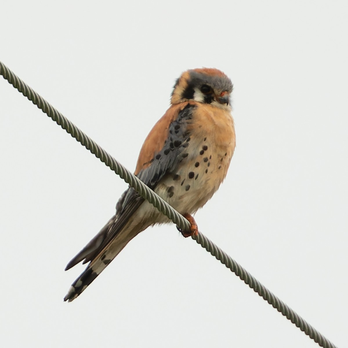 American Kestrel - ML586198041