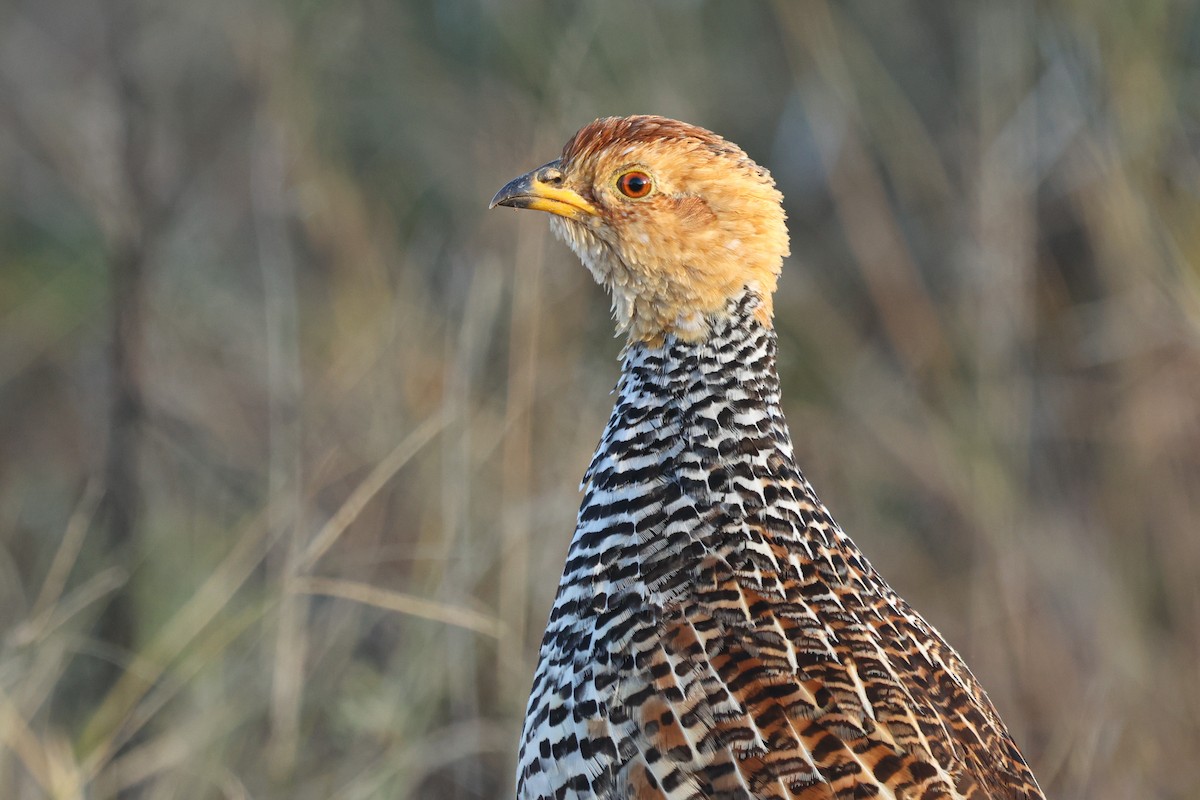 Coqui Francolin - Daniel Engelbrecht - Birding Ecotours