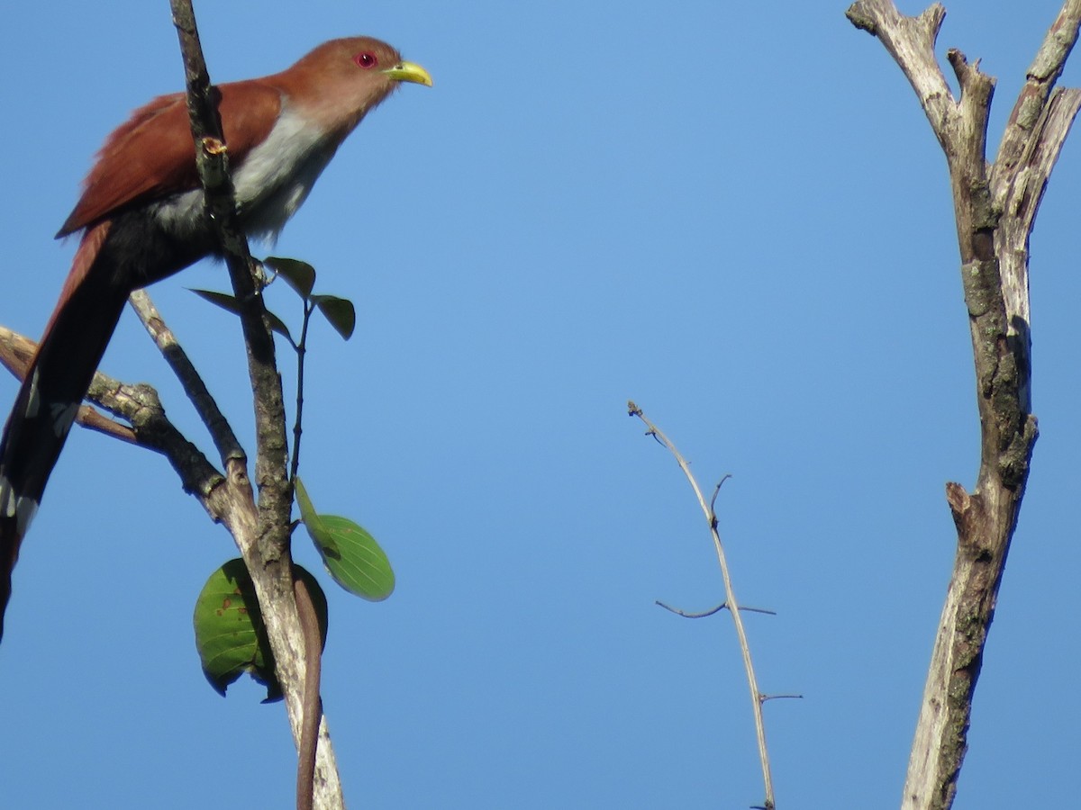 Common Squirrel-Cuckoo - Cesar Lopez Bustamante