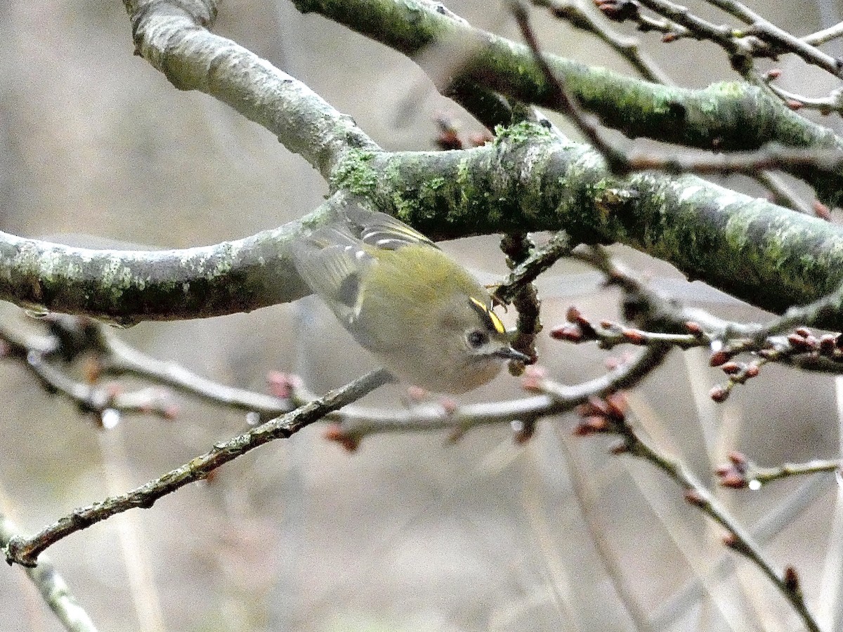 Wintergoldhähnchen - ML586198421