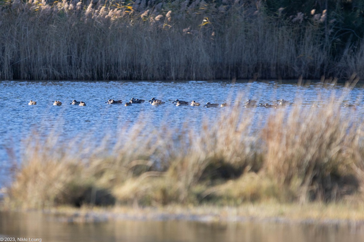 Pink-eared Duck - ML586198521