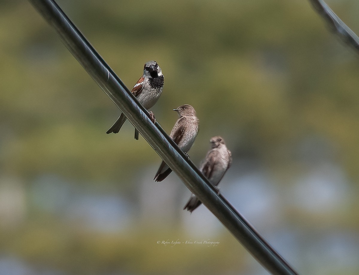 Northern Rough-winged Swallow - Robyn  Lafata