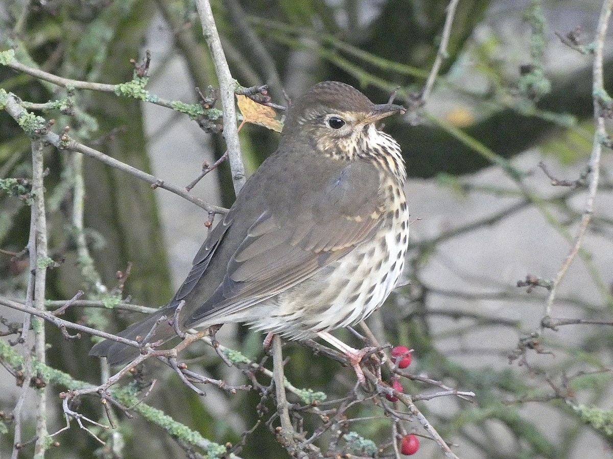 Song Thrush - ML586199601