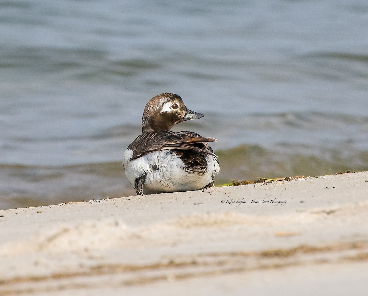 Long-tailed Duck - ML586200861